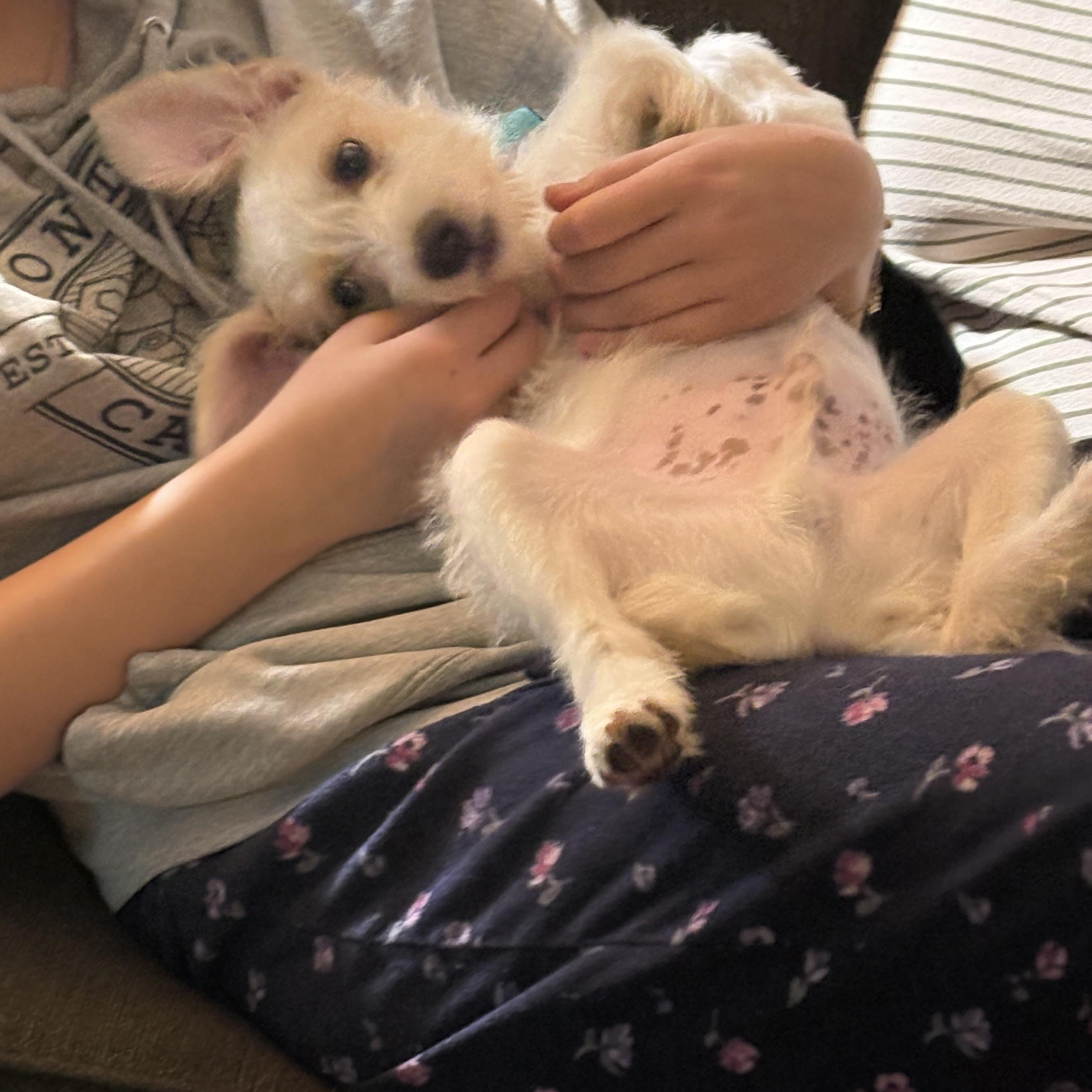 Duke, Adoptable, Puppy Male Parson Russell Terrier.