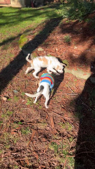 Enlarge Duke, a Adoptable mixed breed in COVINGTON, WA video 6/6