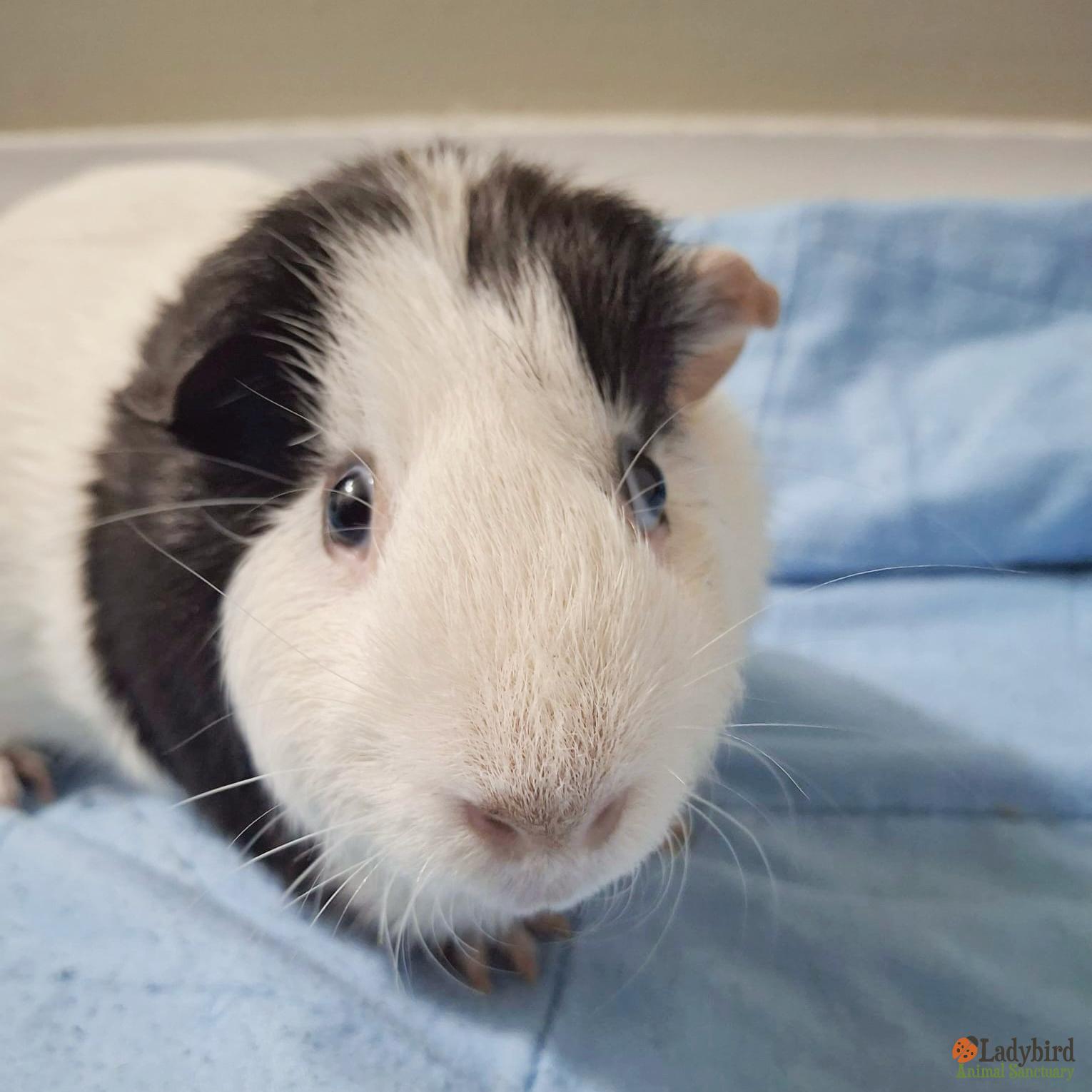 Enlarge Pedro, a ADOPTABLE mixed breed in Hamilton, ON image 1/3