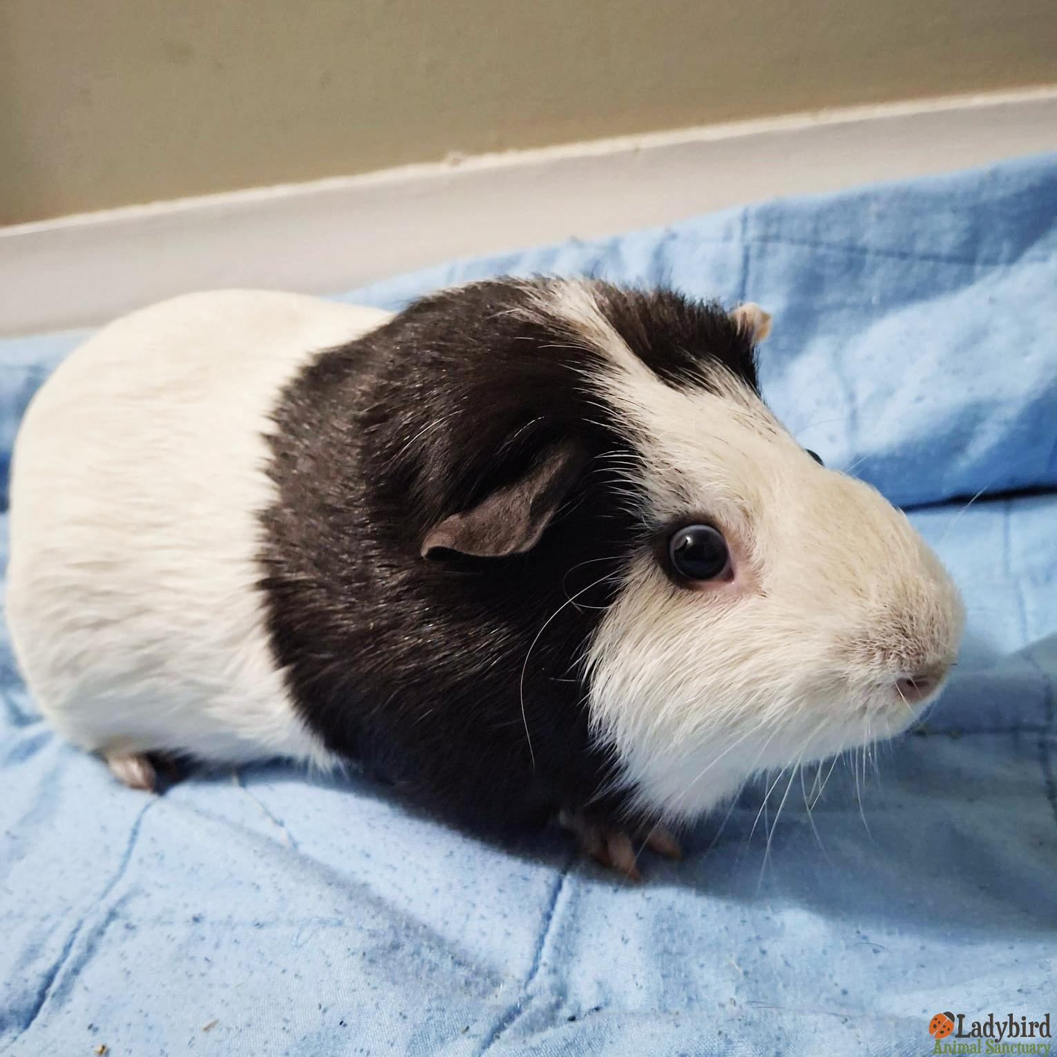 Enlarge Pedro, a ADOPTABLE mixed breed in Hamilton, ON image 2/3