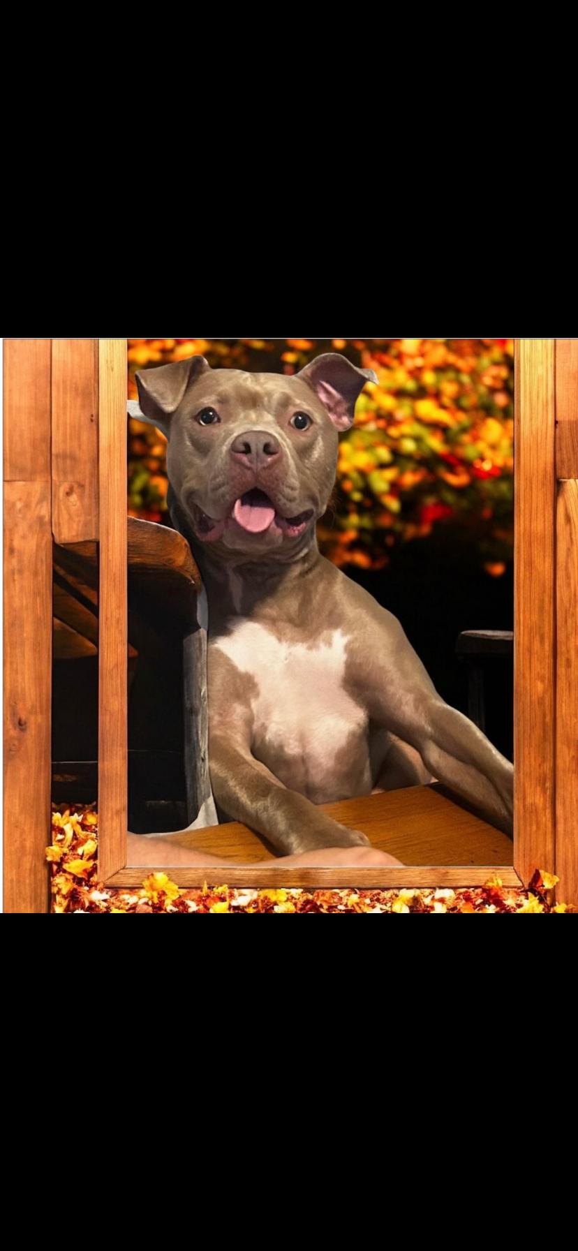 Jade, a Adoptable American Staffordshire Terrier in Greensburg, PA image 2/2