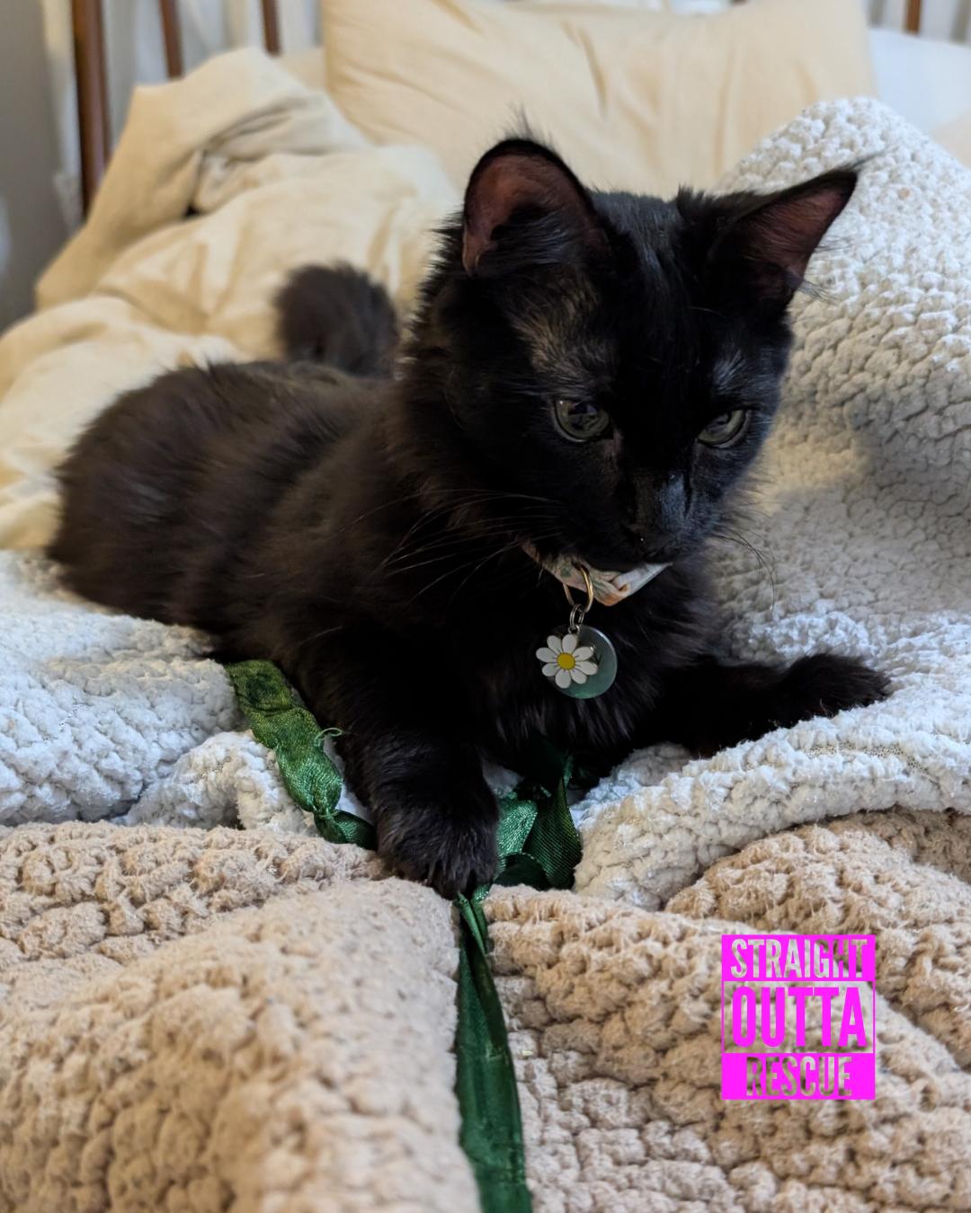Ford, an adoptable Domestic Short Hair in Vancouver, BC, V6K 1P8 | Photo Image 1