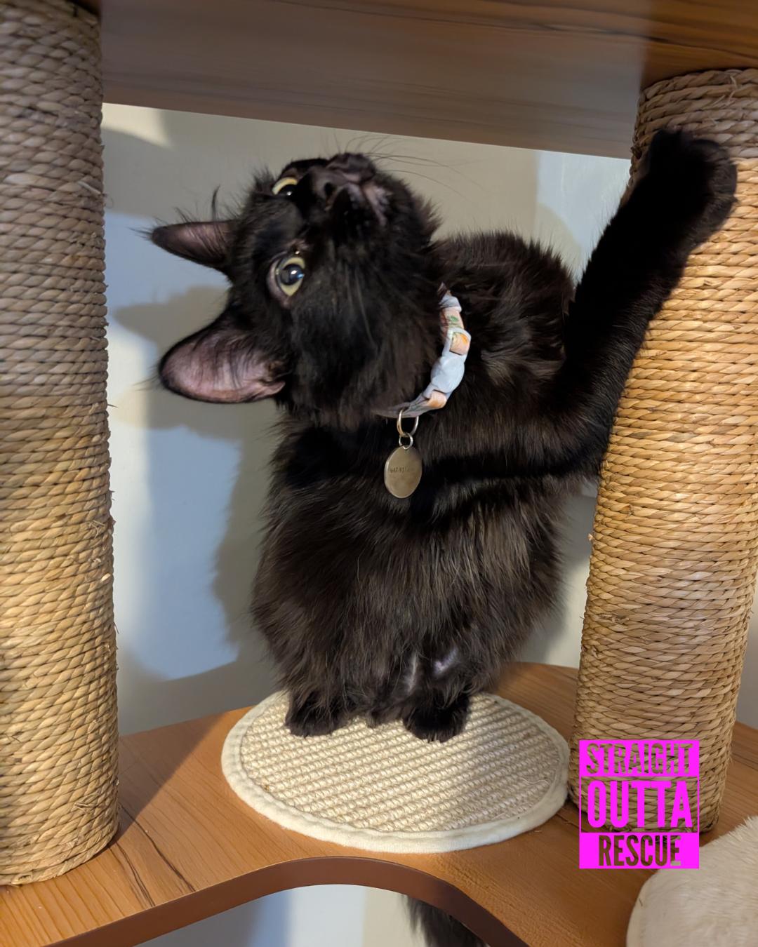 Ford, an adoptable Domestic Short Hair in Vancouver, BC, V6K 1P8 | Photo Image 2