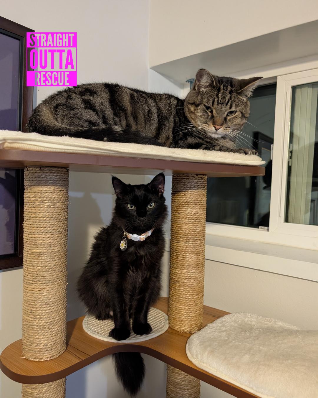 Ford, an adoptable Domestic Short Hair in Vancouver, BC, V6K 1P8 | Photo Image 4