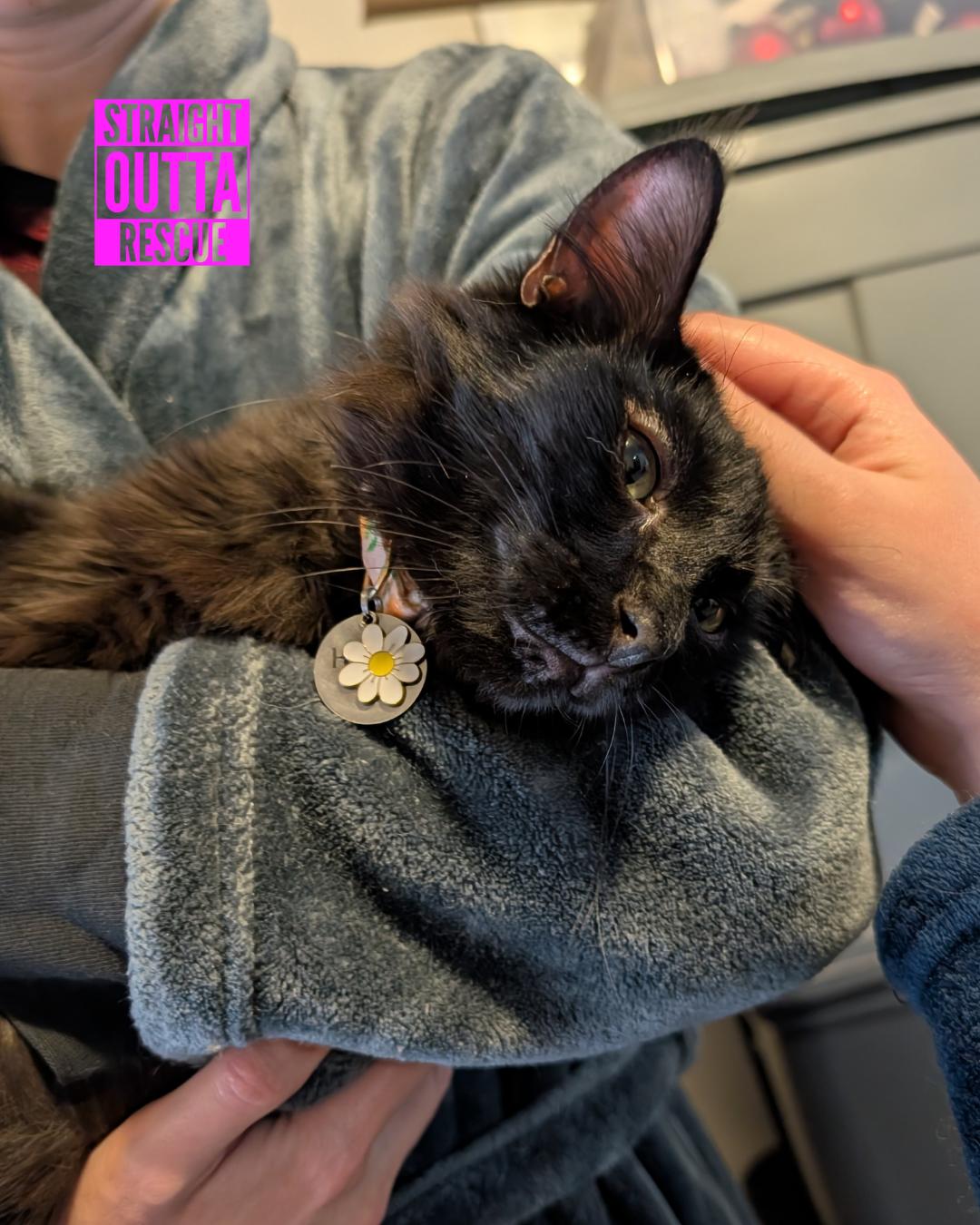 Ford, an adoptable Domestic Short Hair in Vancouver, BC, V6K 1P8 | Photo Image 3