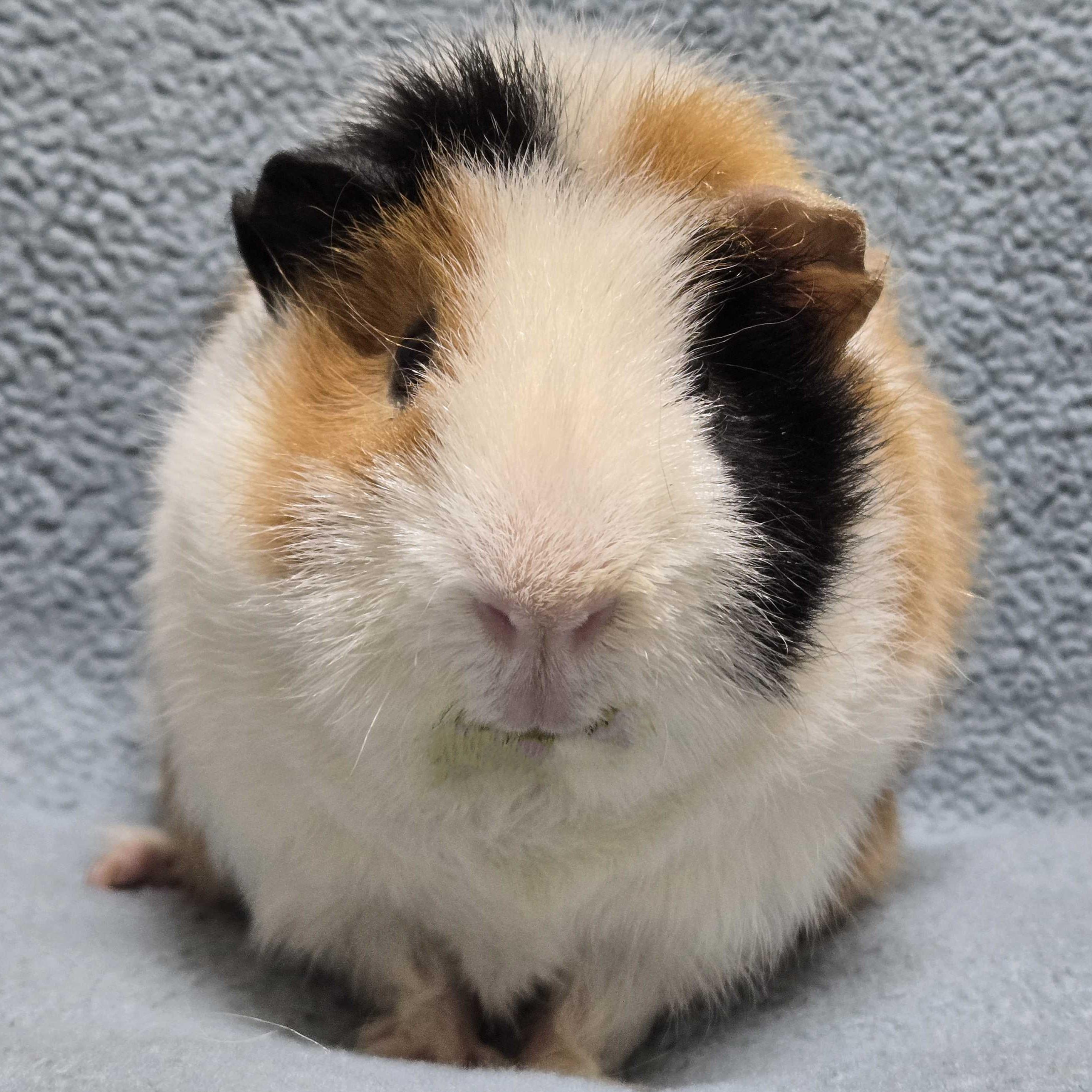 Enlarge Sprinkle, a Adoptable mixed breed in Jefferson, WI image 1/2