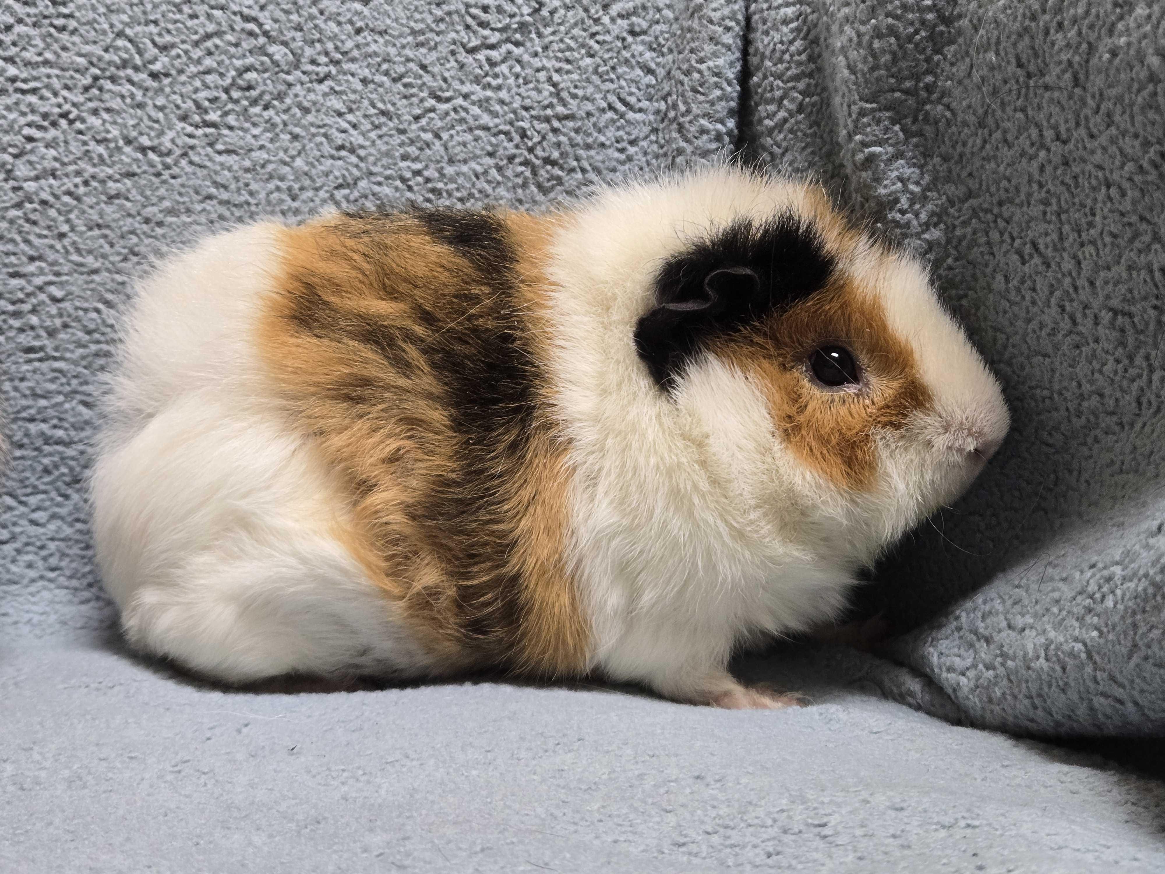 Enlarge Sprinkle, a Adoptable mixed breed in Jefferson, WI image 2/2