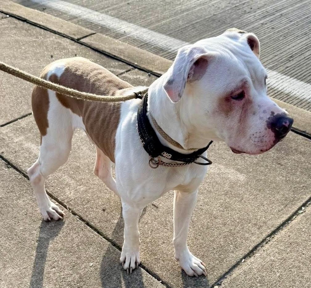 Hamilton- adoption fee covered , a ADOPTABLE Mixed Breed in McKeesport, PA image 6/6