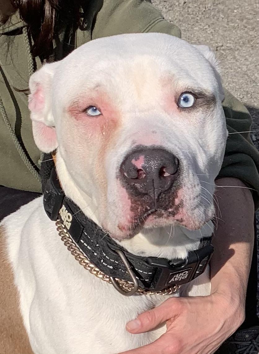 Hamilton- adoption fee covered , a ADOPTABLE Mixed Breed in McKeesport, PA image 1/6