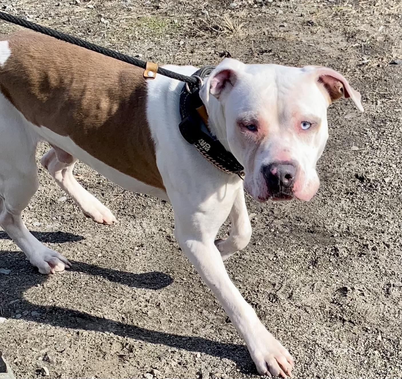 Hamilton- adoption fee covered , a ADOPTABLE Mixed Breed in McKeesport, PA image 4/6