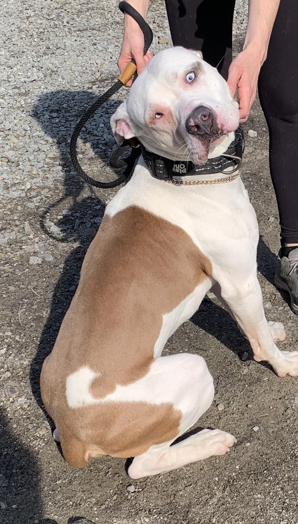 Hamilton- adoption fee covered , a ADOPTABLE Mixed Breed in McKeesport, PA image 3/6