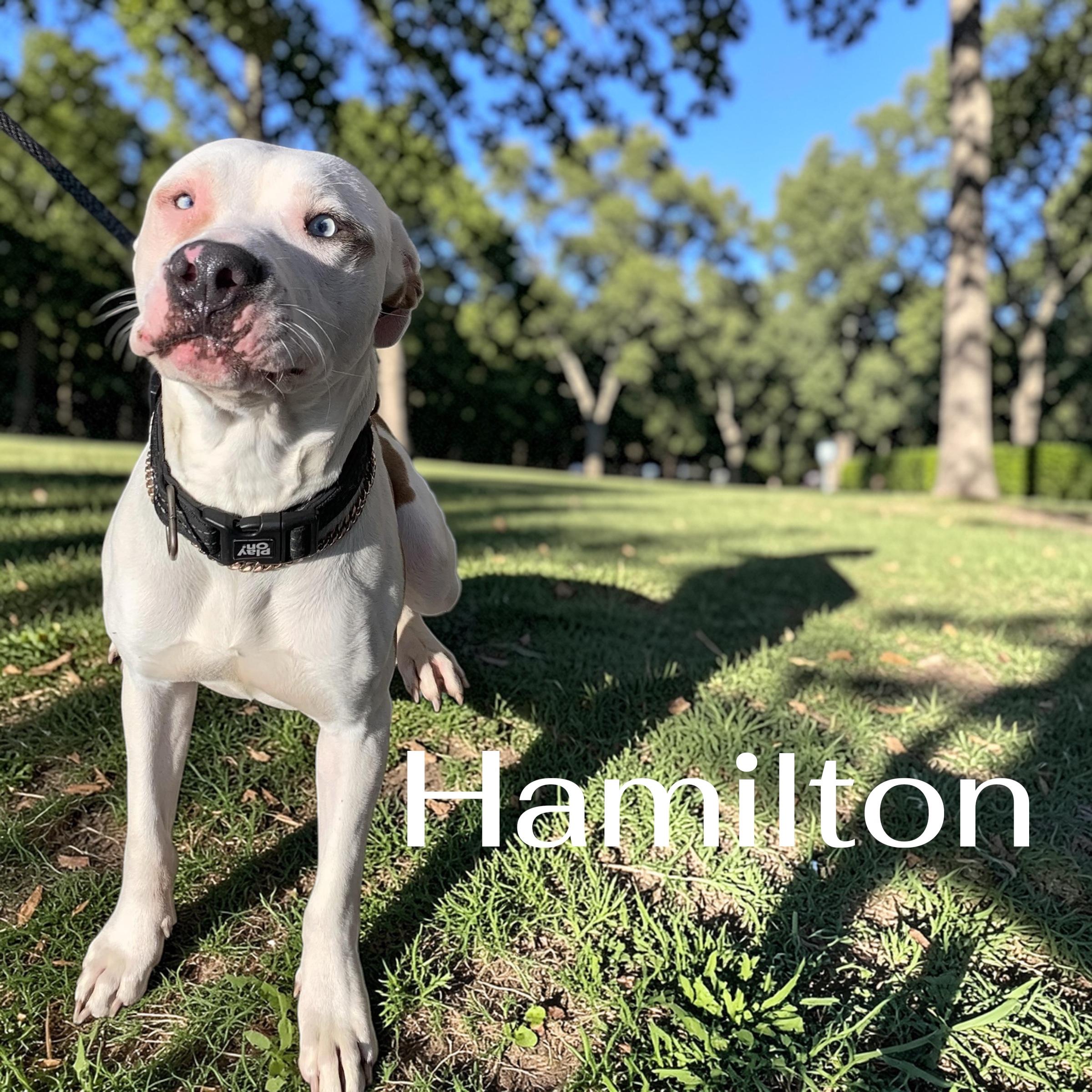 Hamilton- adoption fee covered , a ADOPTABLE Mixed Breed in McKeesport, PA image 2/6