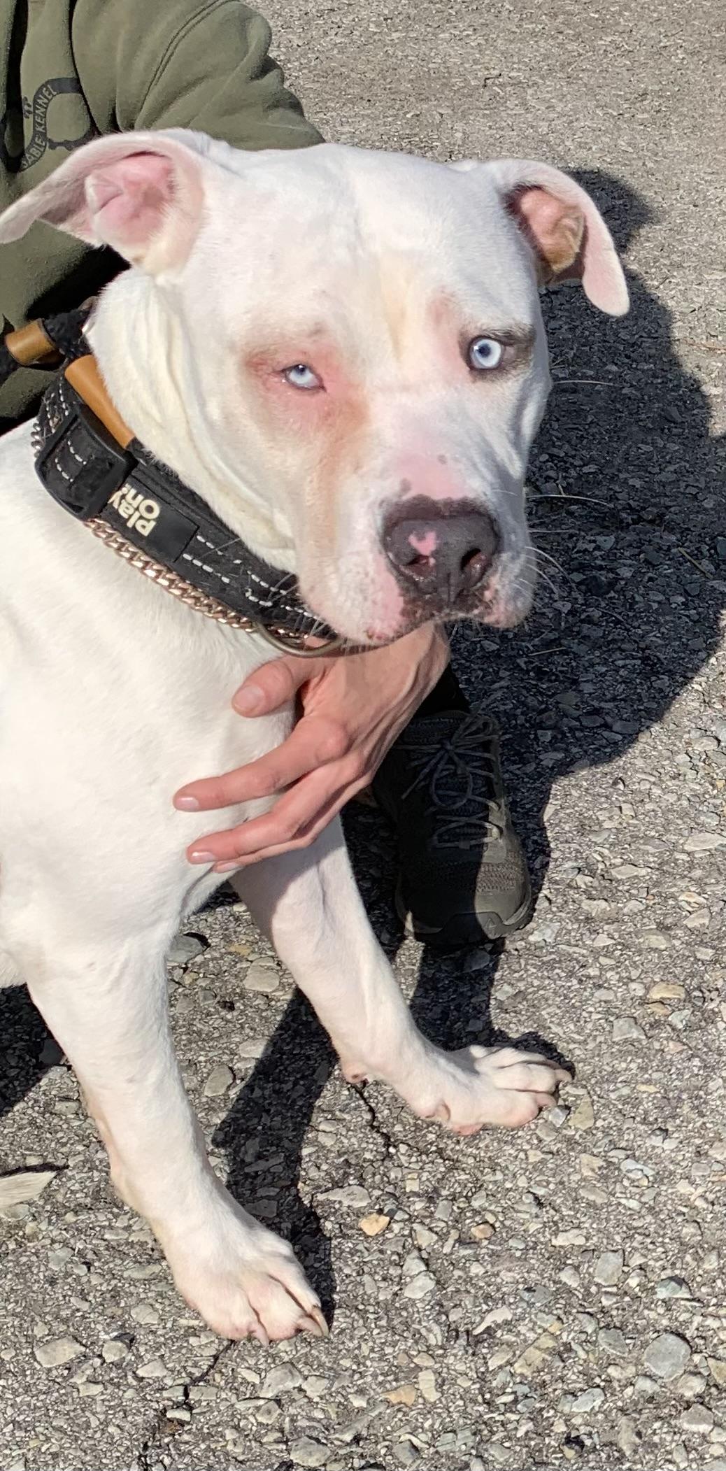 Hamilton- adoption fee covered , a ADOPTABLE Mixed Breed in McKeesport, PA image 5/6