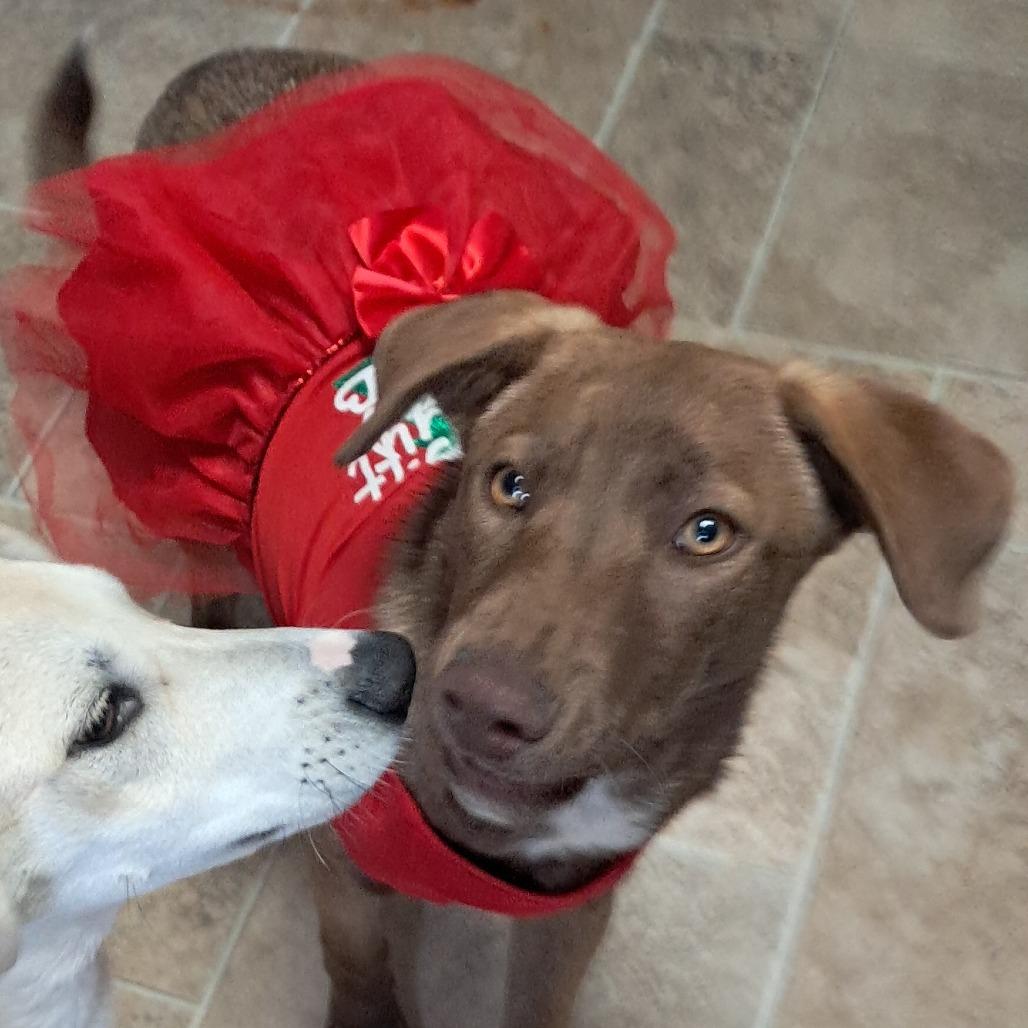 Brownie, Adoptable, Young Male Mixed Breed.