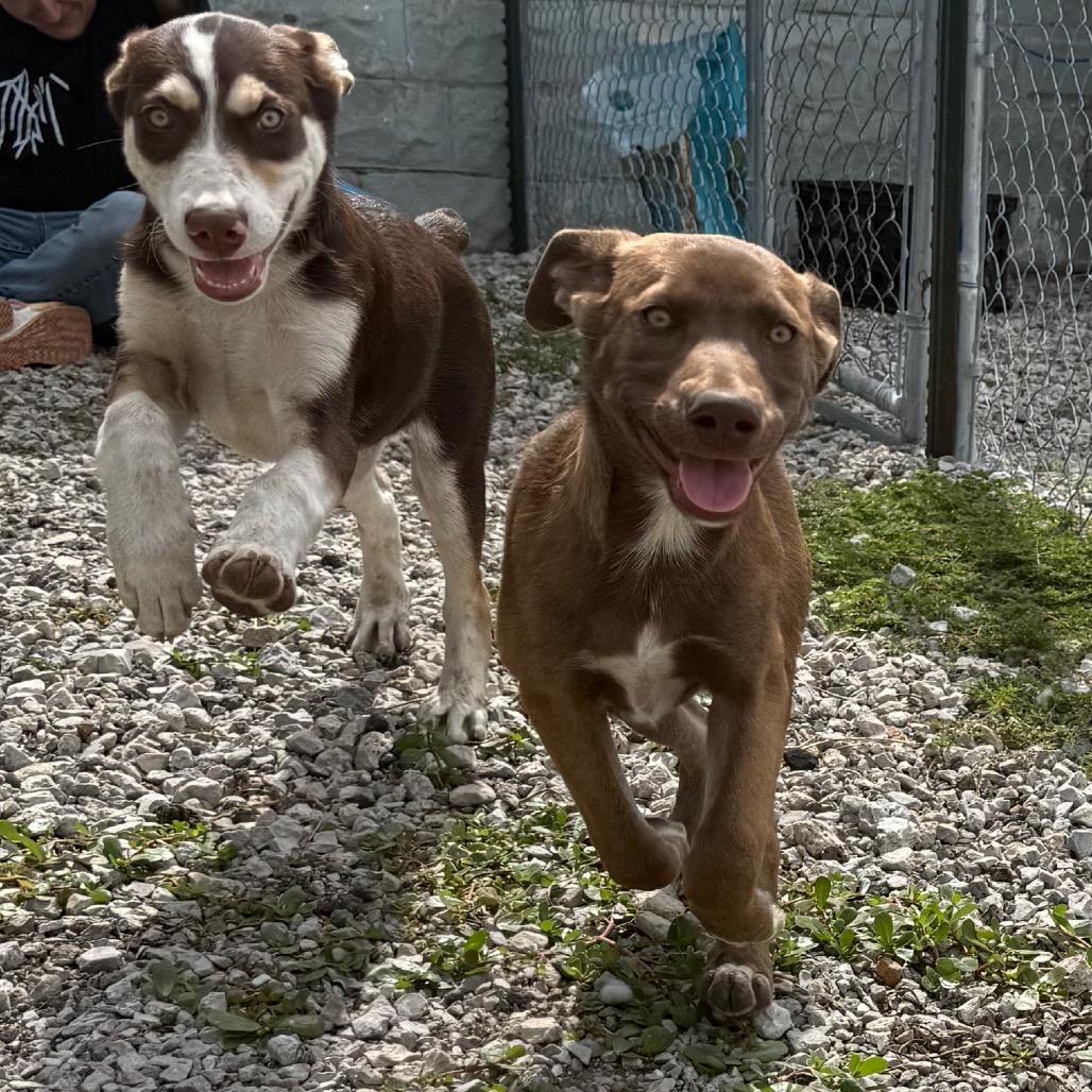 Enlarge Brownie, a Adoptable Mixed Breed in Tipton, IA image 2/5