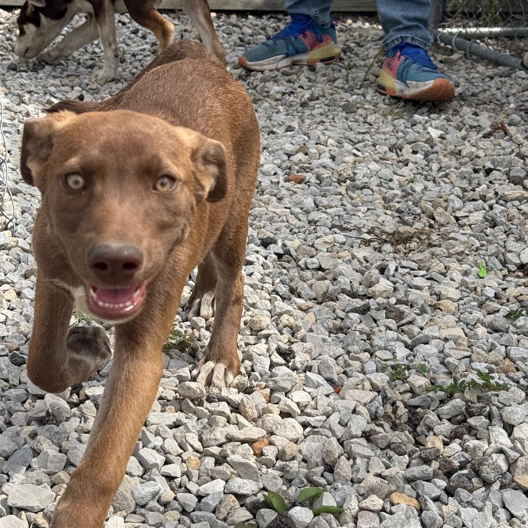 Enlarge Brownie, a Adoptable Mixed Breed in Tipton, IA image 3/5