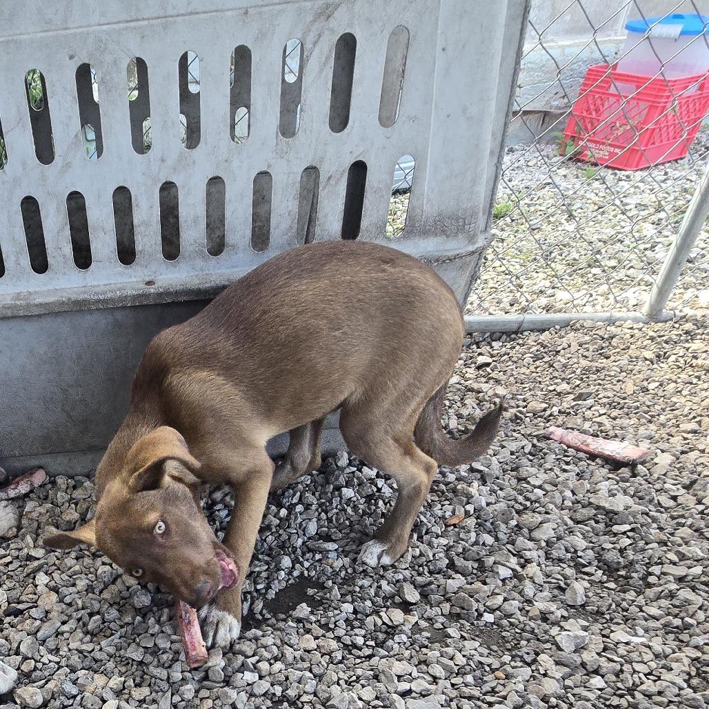 Enlarge Brownie, a Adoptable Mixed Breed in Tipton, IA image 4/5