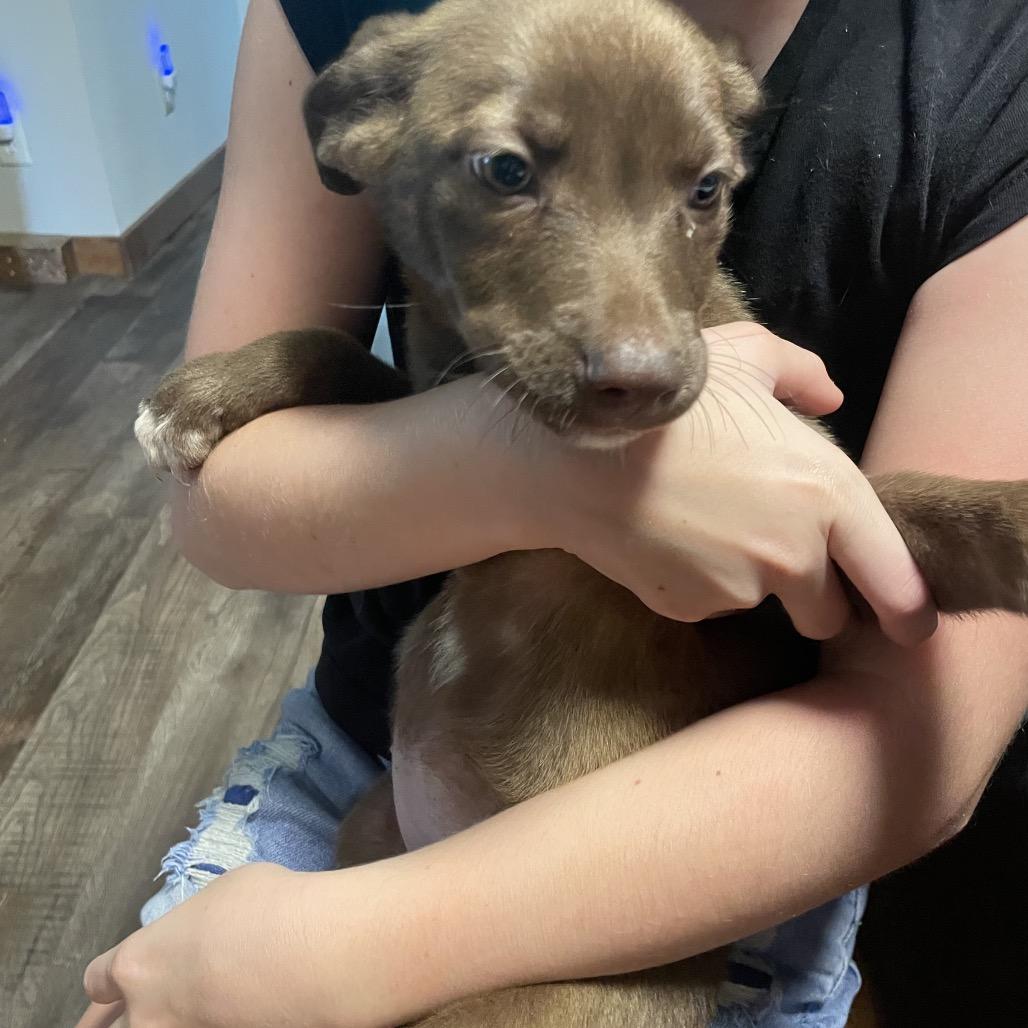 Enlarge Brownie, a Adoptable Mixed Breed in Tipton, IA image 5/5