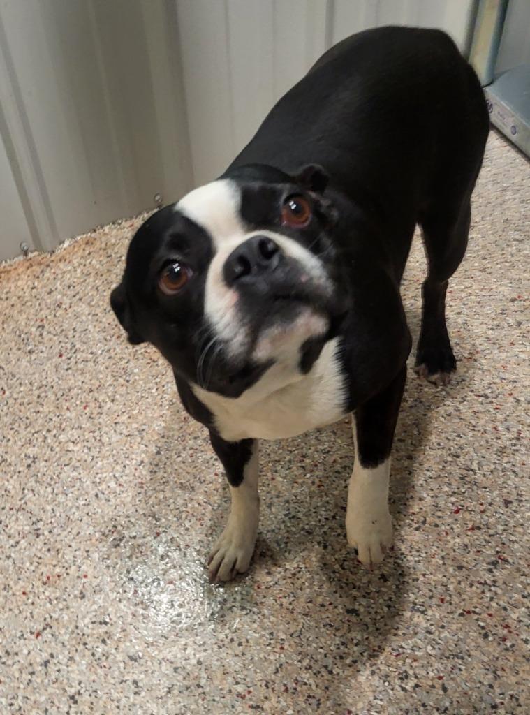 Enlarge Boots, a Adoptable Boston Terrier in Medford, WI image 1/1