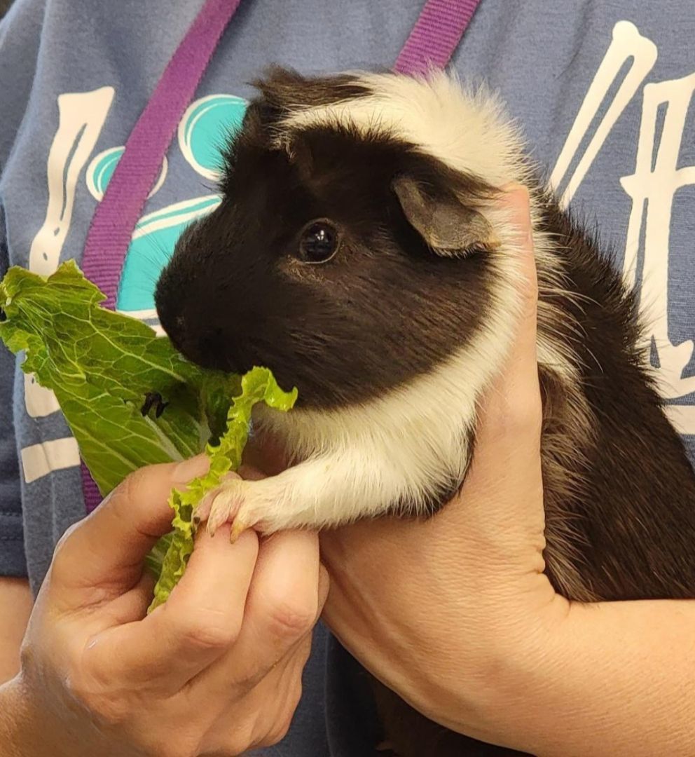 Bakari