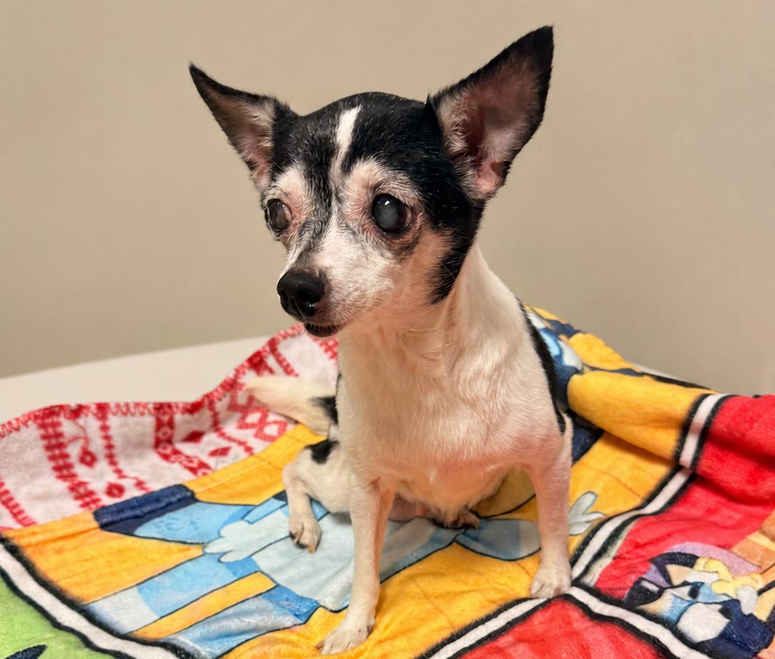 Gretta, adopted, Senior Female Chihuahua.