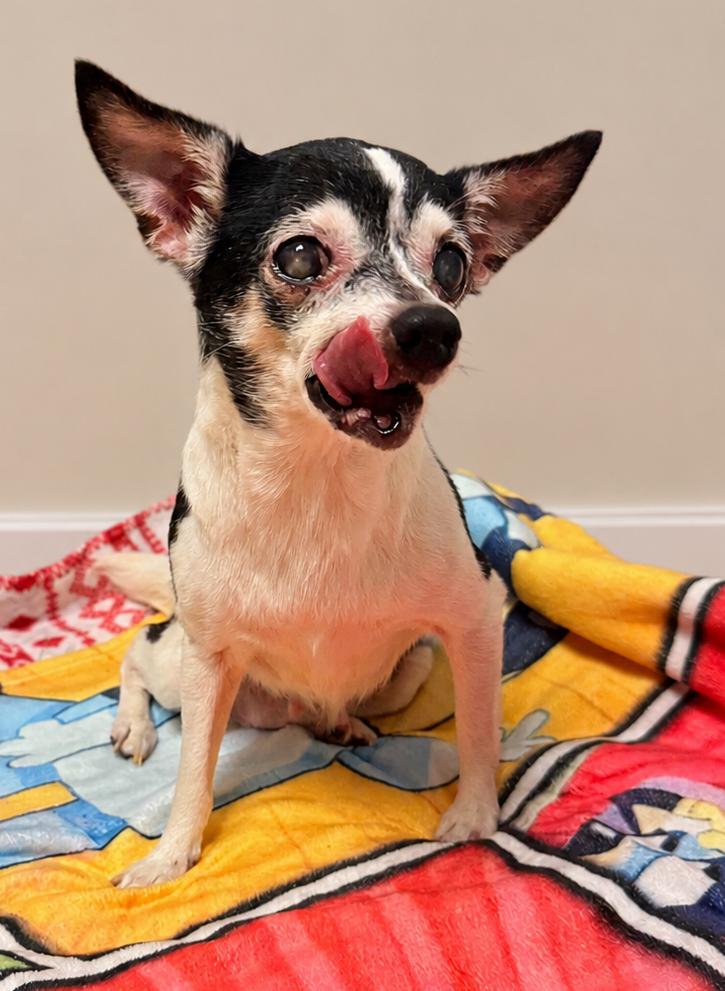 Gretta, an adopted Chihuahua in Neillsville, WI image 3/4