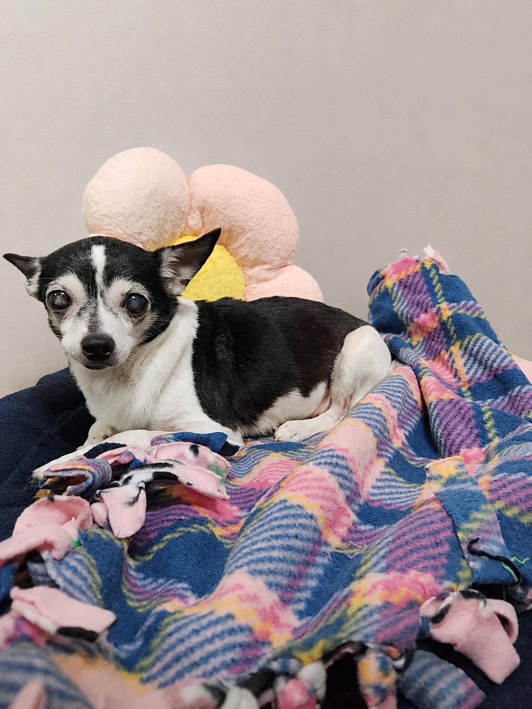 Gretta, an adopted Chihuahua in Neillsville, WI image 4/4