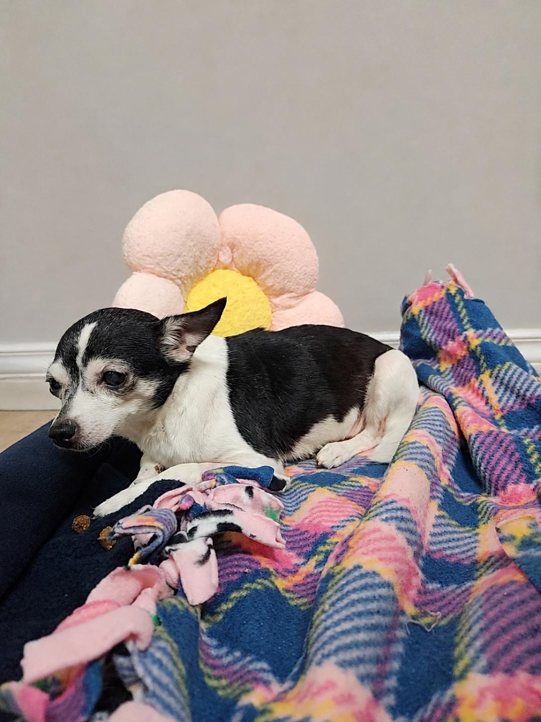 Gretta, an adopted Chihuahua in Neillsville, WI image 2/4