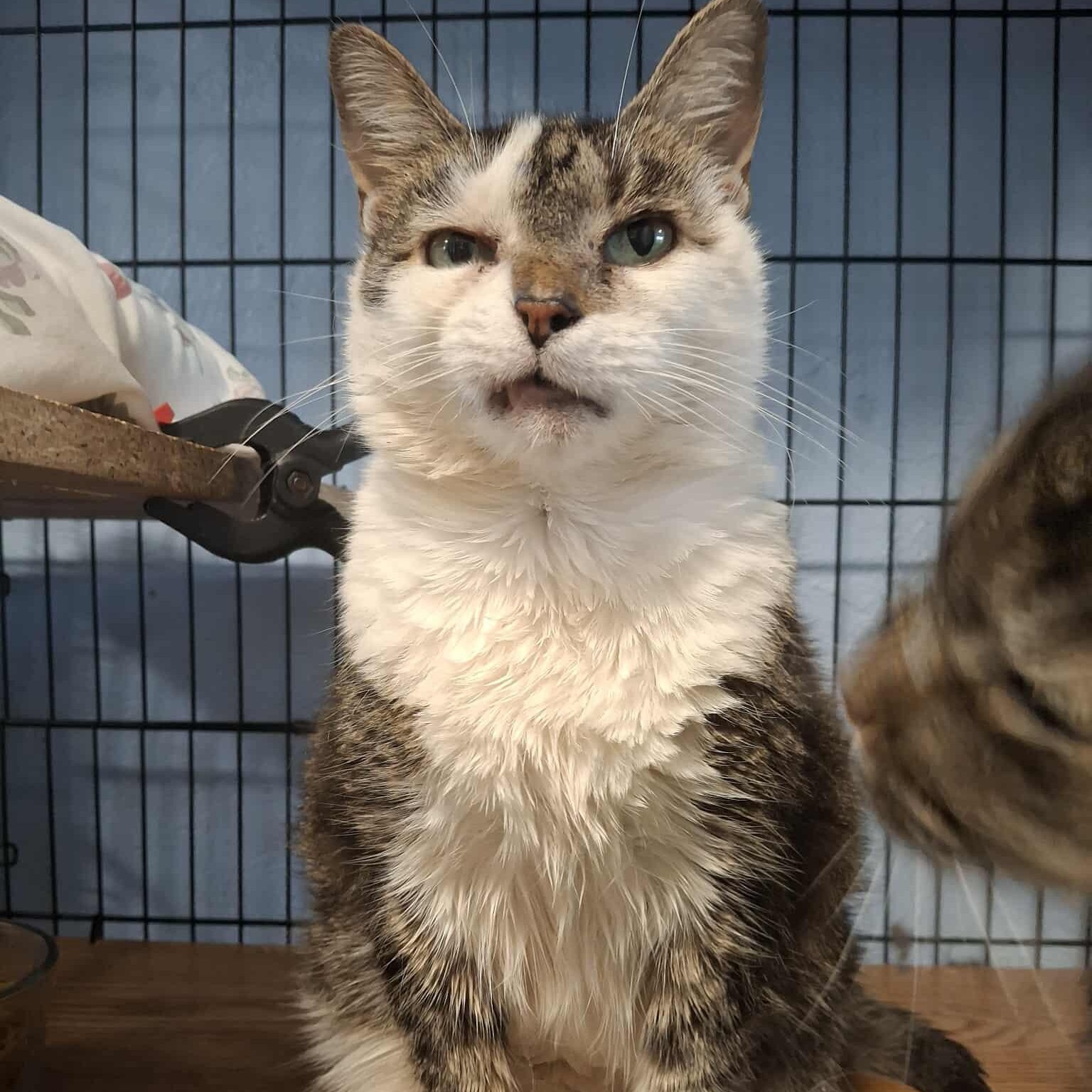 Pretty Kitty