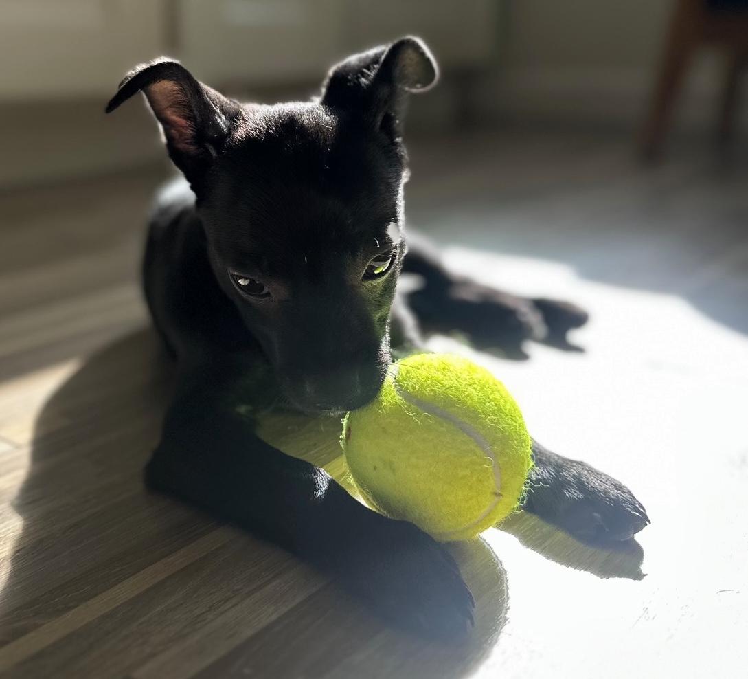 Enlarge Buttons, a ADOPTABLE mixed breed in Brooklyn, NY image 3/6