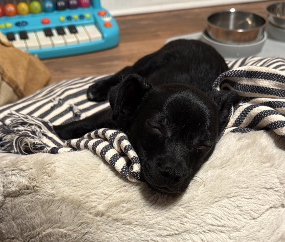 Enlarge Buttons, a ADOPTABLE mixed breed in Brooklyn, NY image 4/6