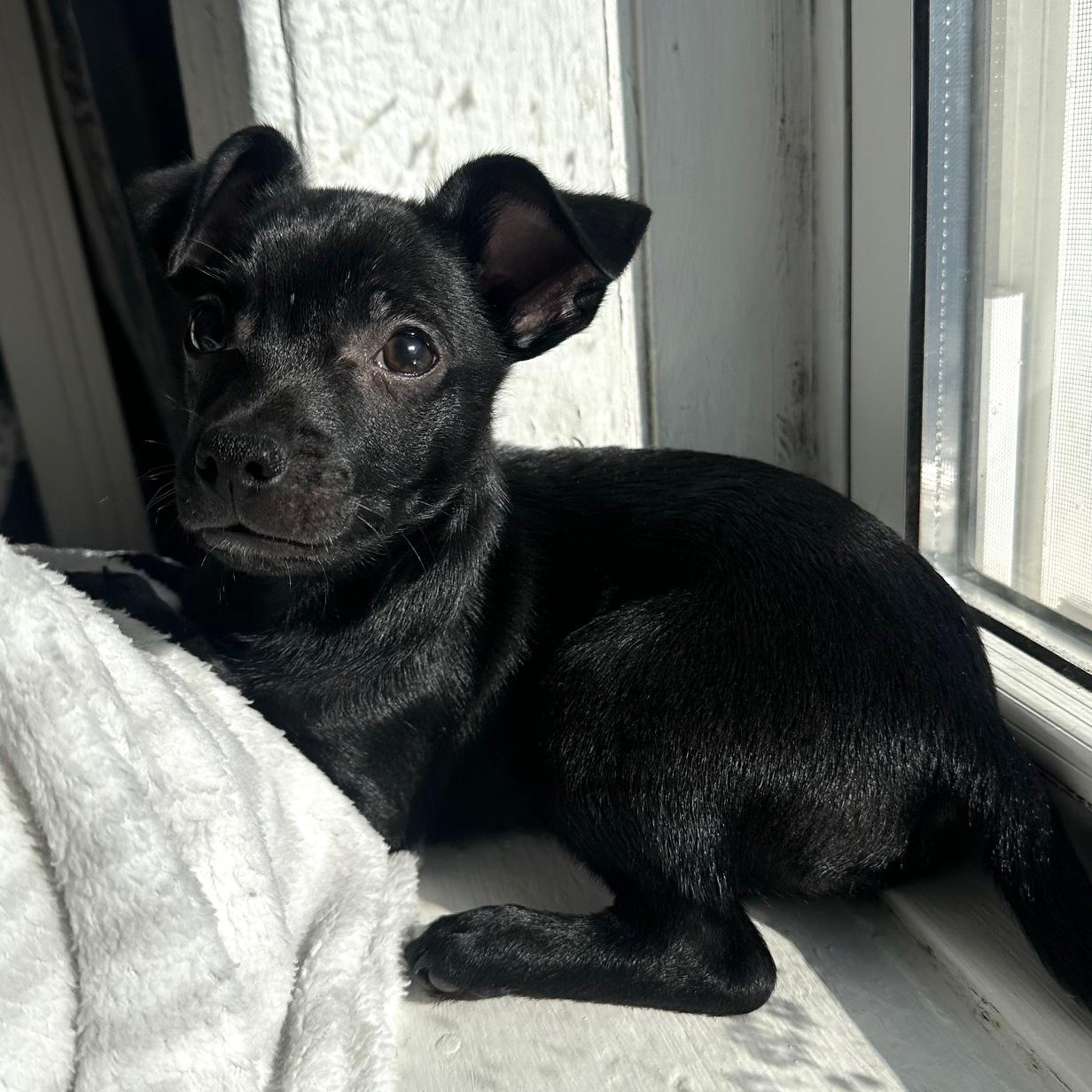 Buttons, ADOPTABLE, Puppy Male Chihuahua.