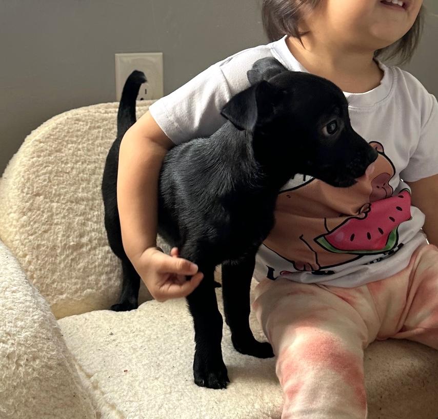 Enlarge Buttons, a ADOPTABLE mixed breed in Brooklyn, NY image 2/6