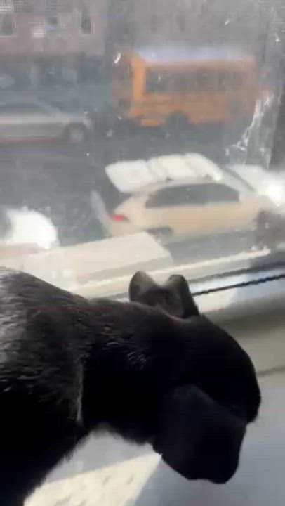 Enlarge Buttons, a ADOPTABLE mixed breed in Brooklyn, NY video 5/6