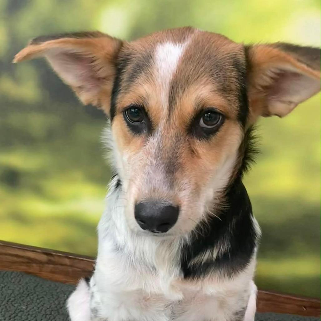 Zelda, Adoptable, Puppy Female Mixed Breed.