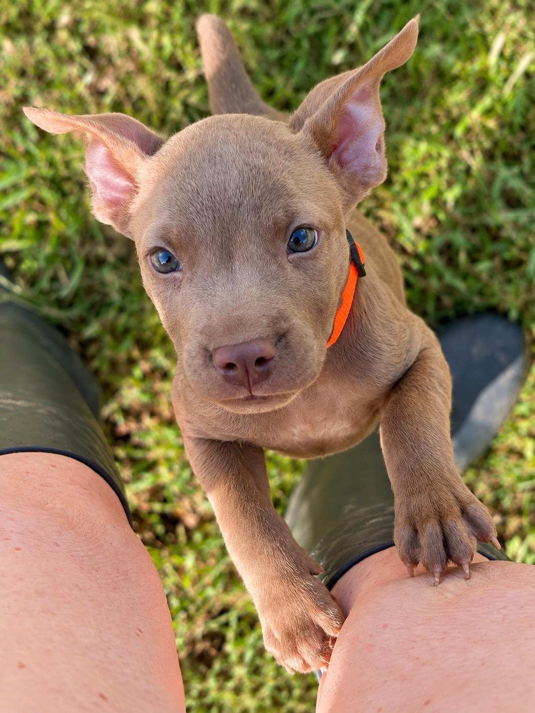 Enlarge Justice West, a Adoptable mixed breed in Woburn, MA image 2/4