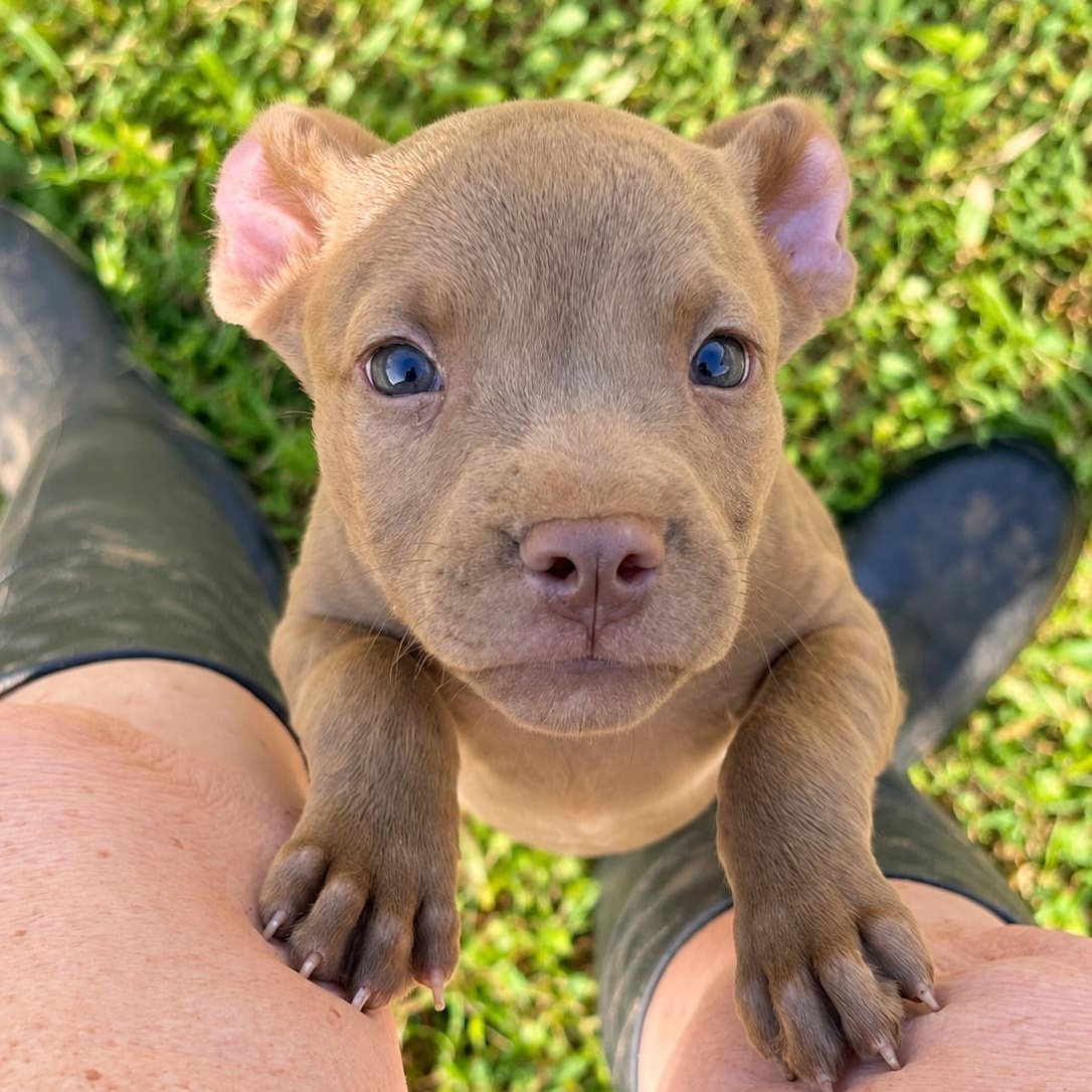 Enlarge Justice West, a Adoptable mixed breed in Woburn, MA image 1/4
