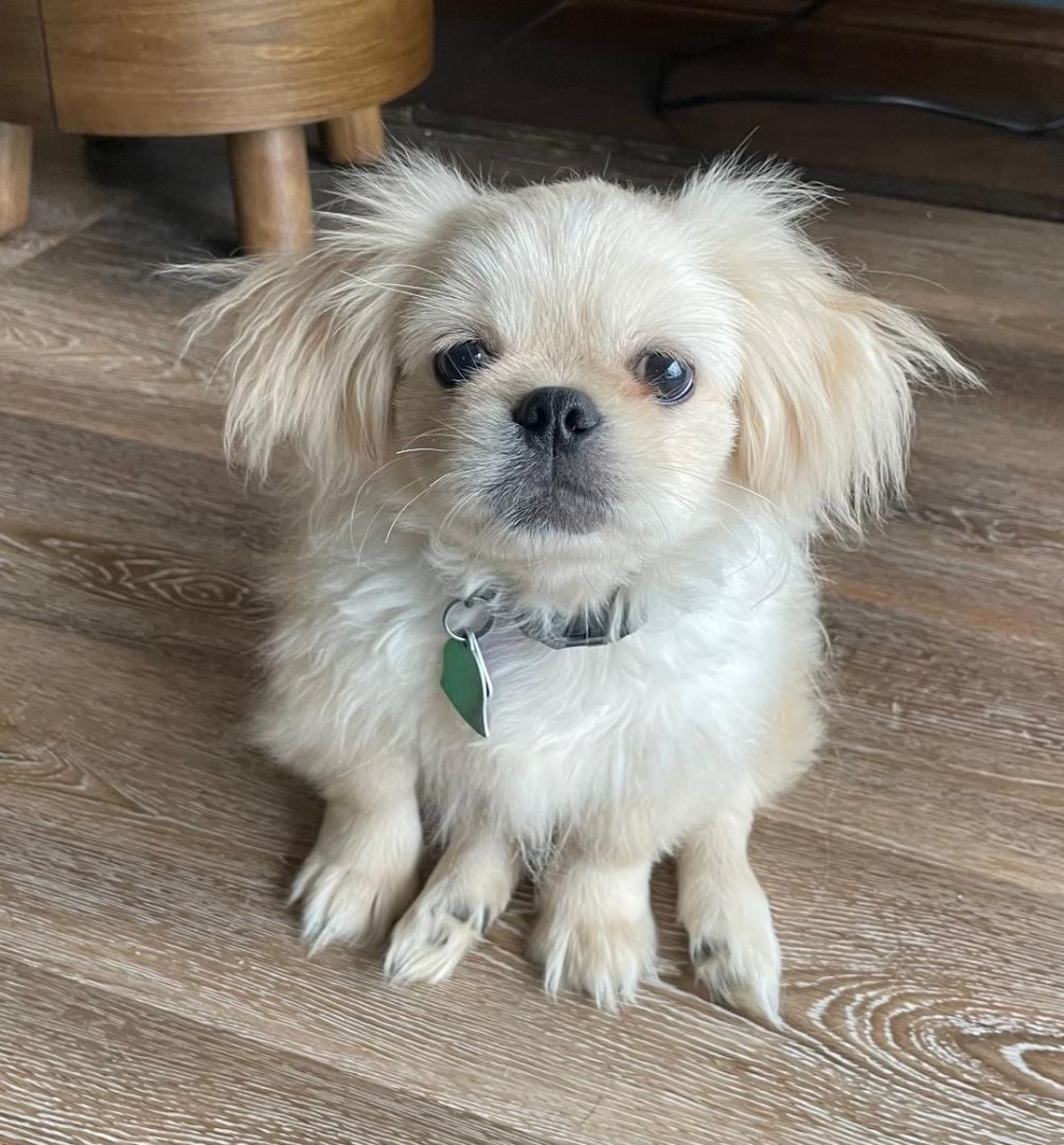 Enlarge Nuri, a Adopted Pekingese in Little Rock, AR image 1/4