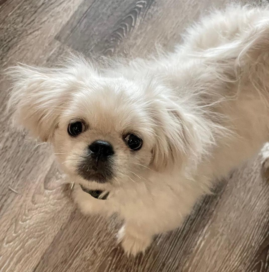 Enlarge Nuri, a Adopted Pekingese in Little Rock, AR image 2/4