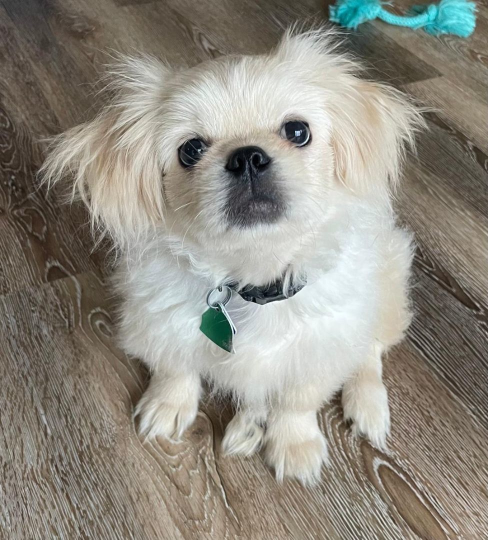 Enlarge Nuri, a Adopted Pekingese in Little Rock, AR image 3/4