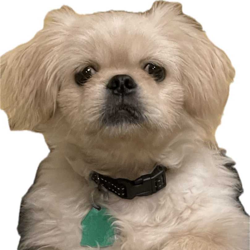 Enlarge Nuri, a Adopted Pekingese in Little Rock, AR image 4/4