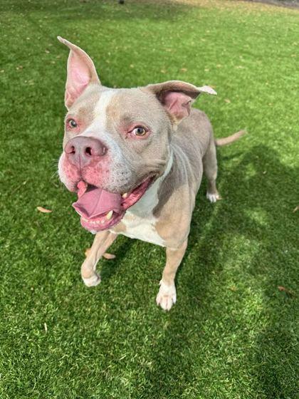 Enlarge Wood - 3, a Adoptable Mixed Breed in Daytona Beach, FL image 1/1