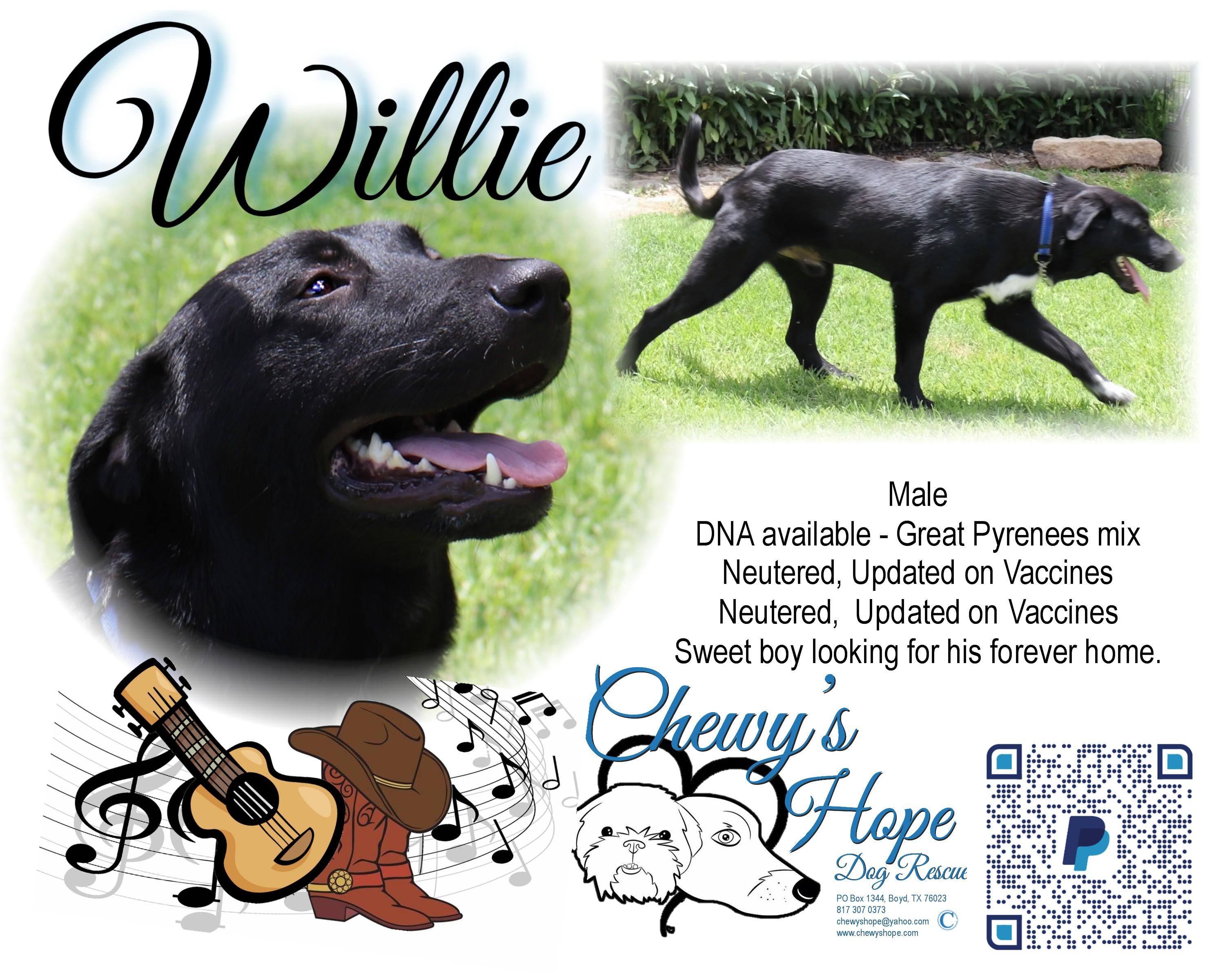 Willie, Adoptable, Young Male Great Pyrenees & Belgian Shepherd / Malinois.