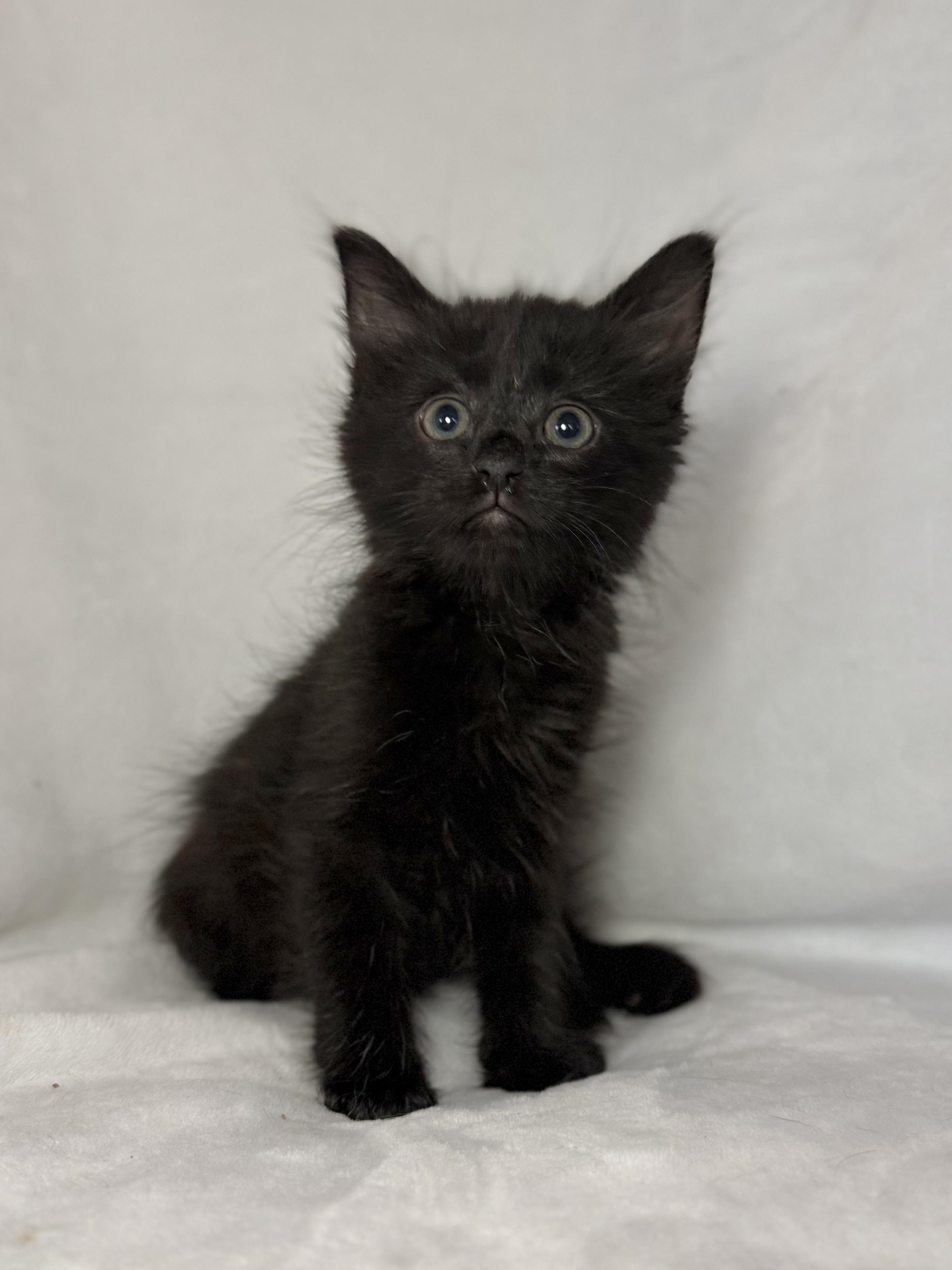 Goose, adoptable, Kitten Male Domestic Long Hair.