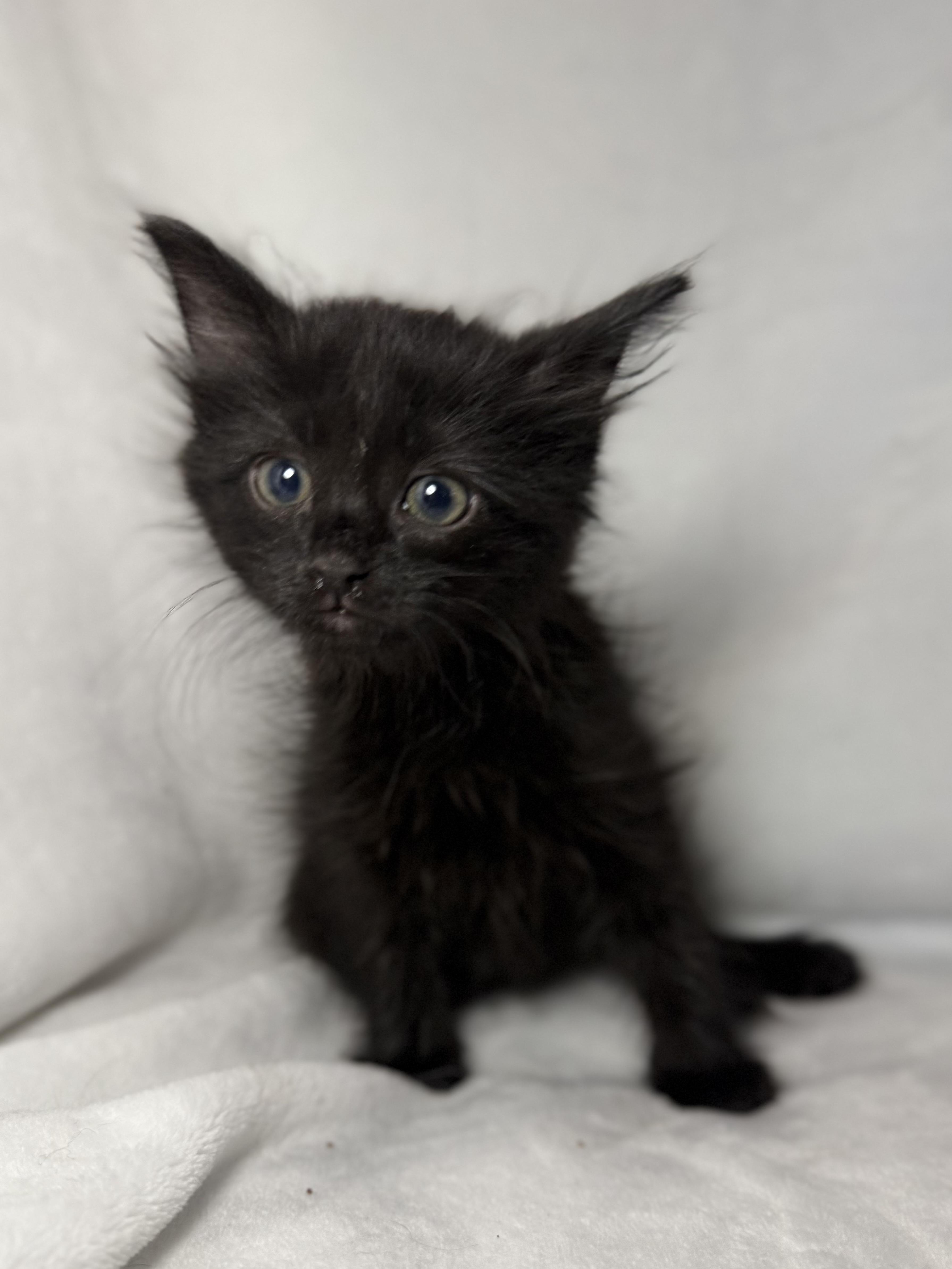 Enlarge Goose, an adoptable Domestic Long Hair in Greensboro, NC image 2/2