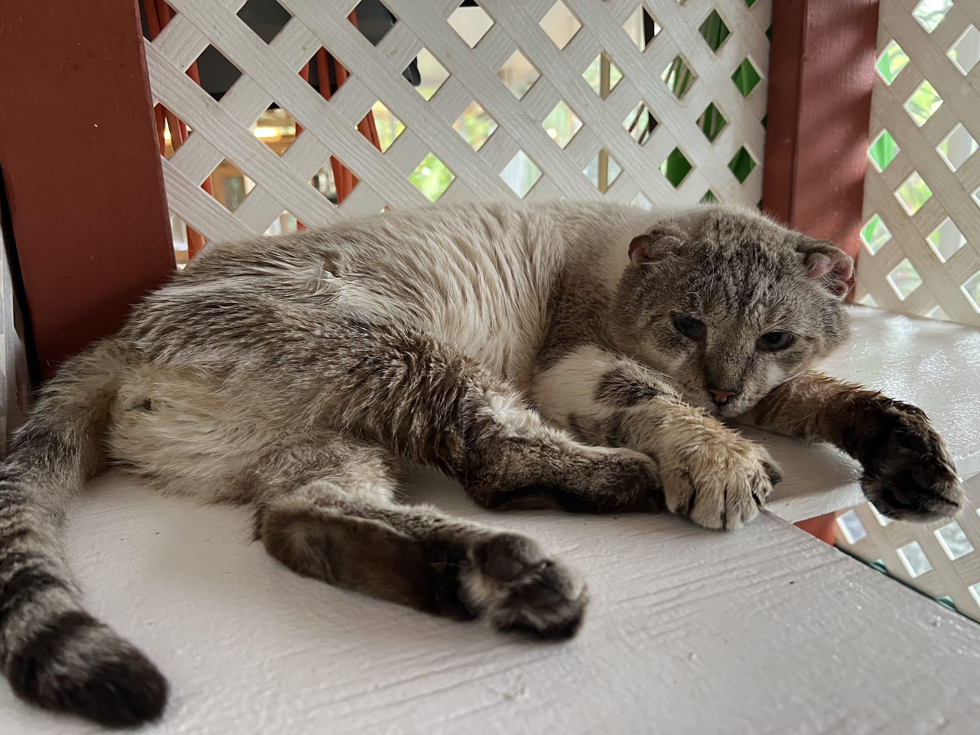 Nikki, Adoptable, Adult Male Domestic Short Hair.