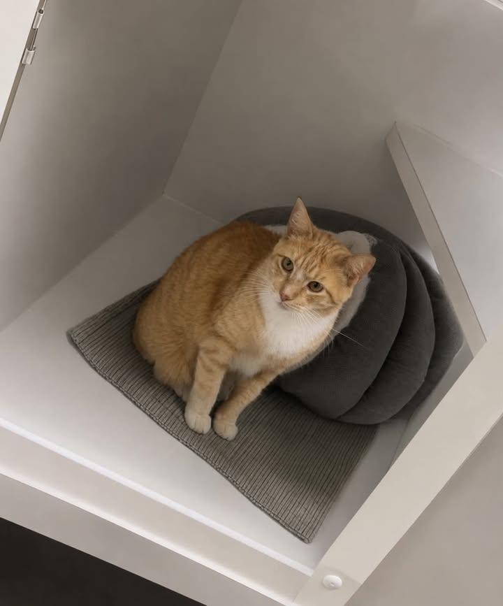 Meow, a ADOPTABLE Domestic Short Hair in Port Lavaca, TX image 1/2