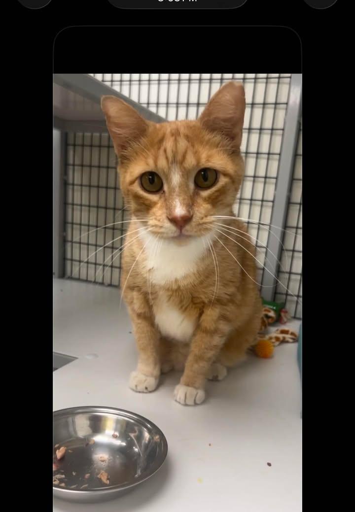 Meow, ADOPTABLE, Senior Female Domestic Short Hair.