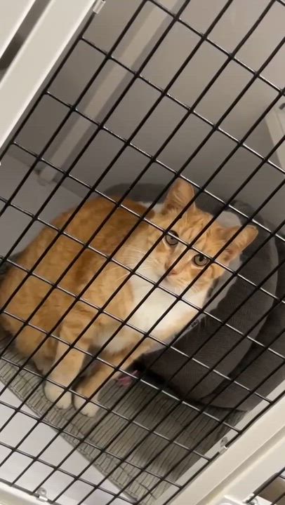 Enlarge Meow, a ADOPTABLE Domestic Short Hair in Port Lavaca, TX video 2/2