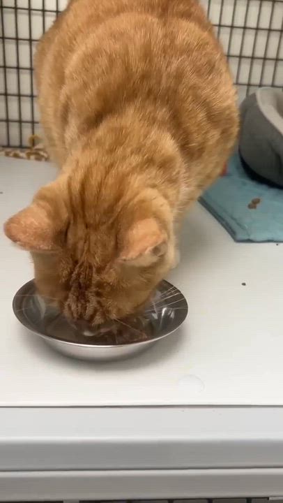 Enlarge Meow, a ADOPTABLE Domestic Short Hair in Port Lavaca, TX video 5/5
